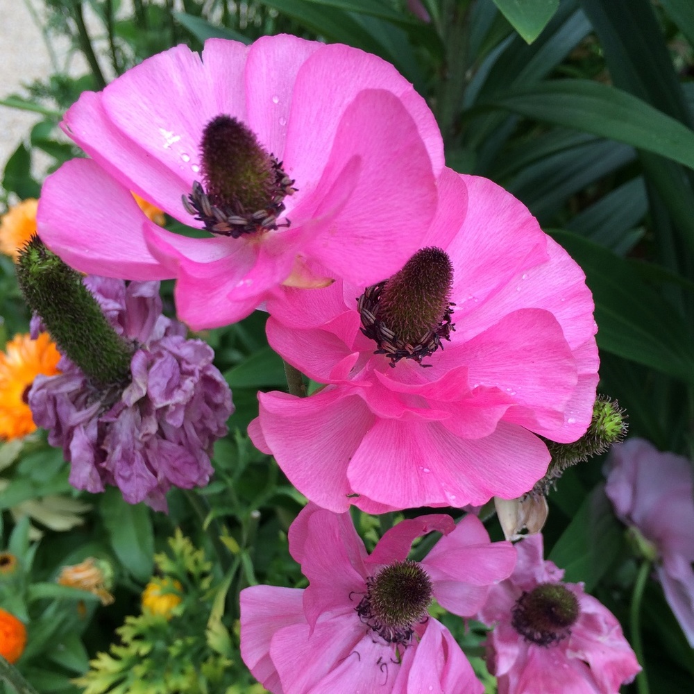 Meet your Posher, Jaclyn